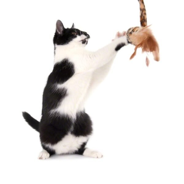 Leo Cat Dangler - Image 6